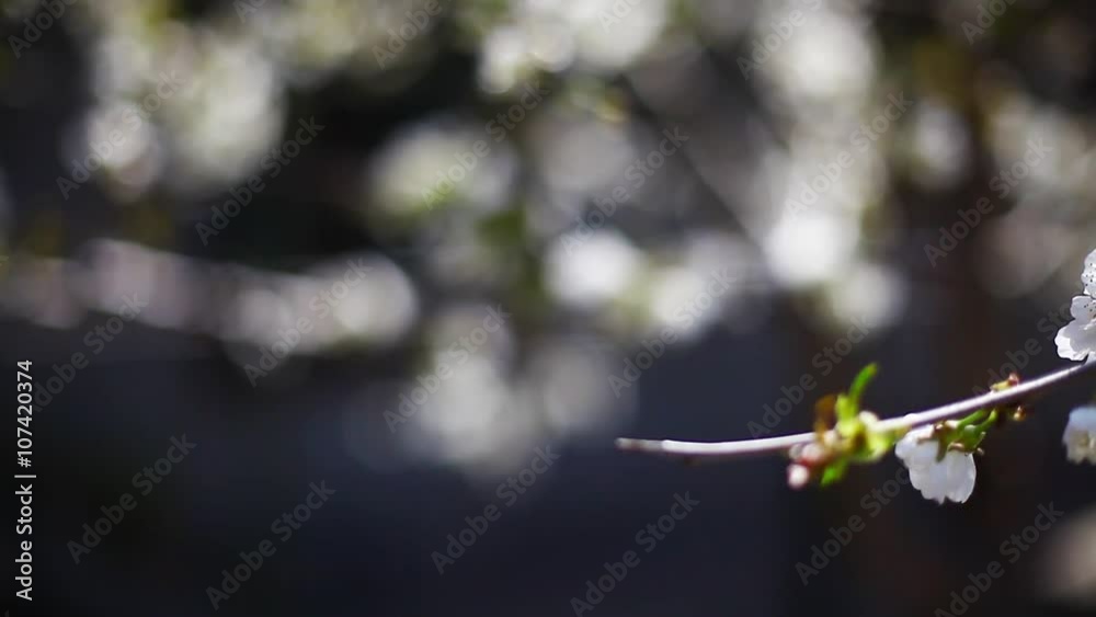 Color detail of some spring flowers in a cherry tree, shot on a sliding dolly.