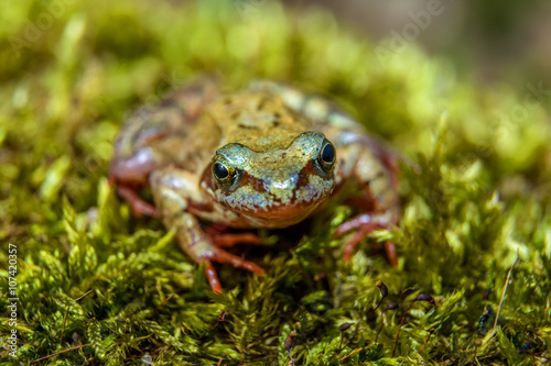 Little brown frog