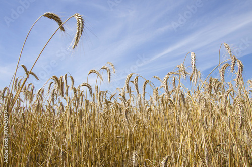 Russia, Belarus: wheat and sky.