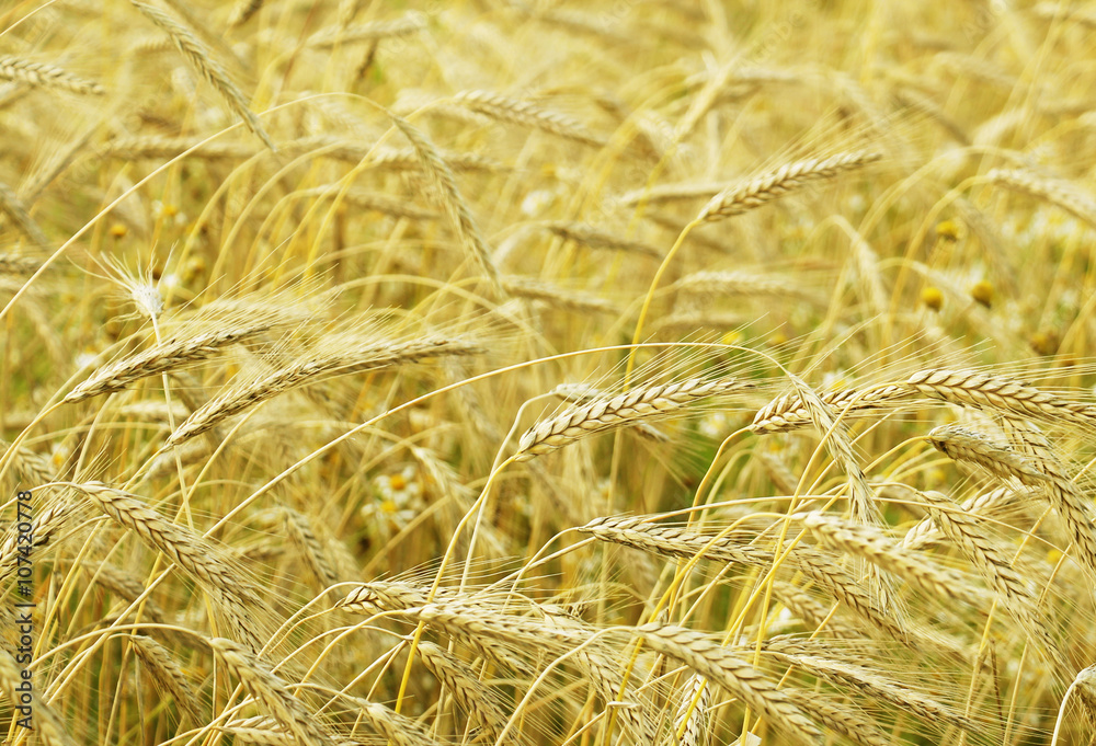 Fototapeta premium ear and grain, agriculture