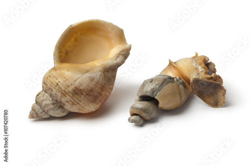 Fresh cooked common whelk