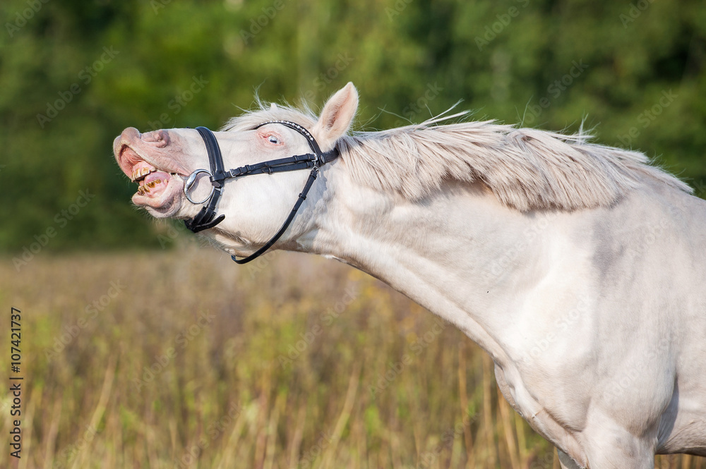 Funny albino horse smiling Stock Photo | Adobe Stock