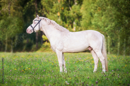 Beautiful albino horse with blue eyes standing on the pasture in summer