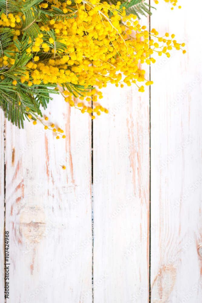 Fototapeta premium Mimosa flowers in a vintage metal milk can background