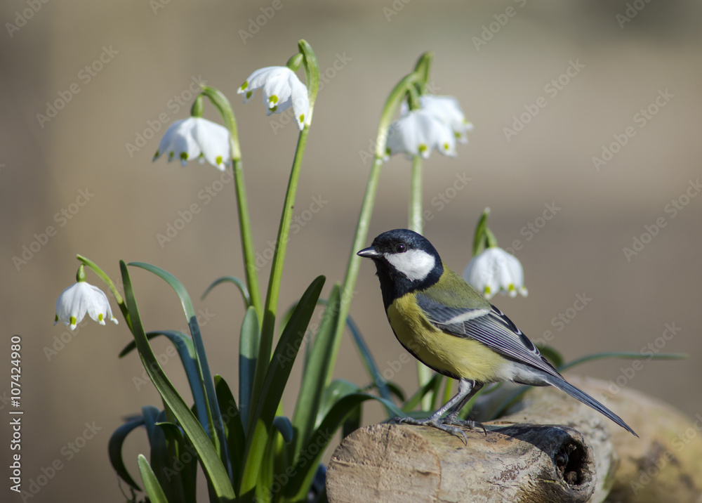 Obraz premium Great Tit and Dorothea Lilies in spring