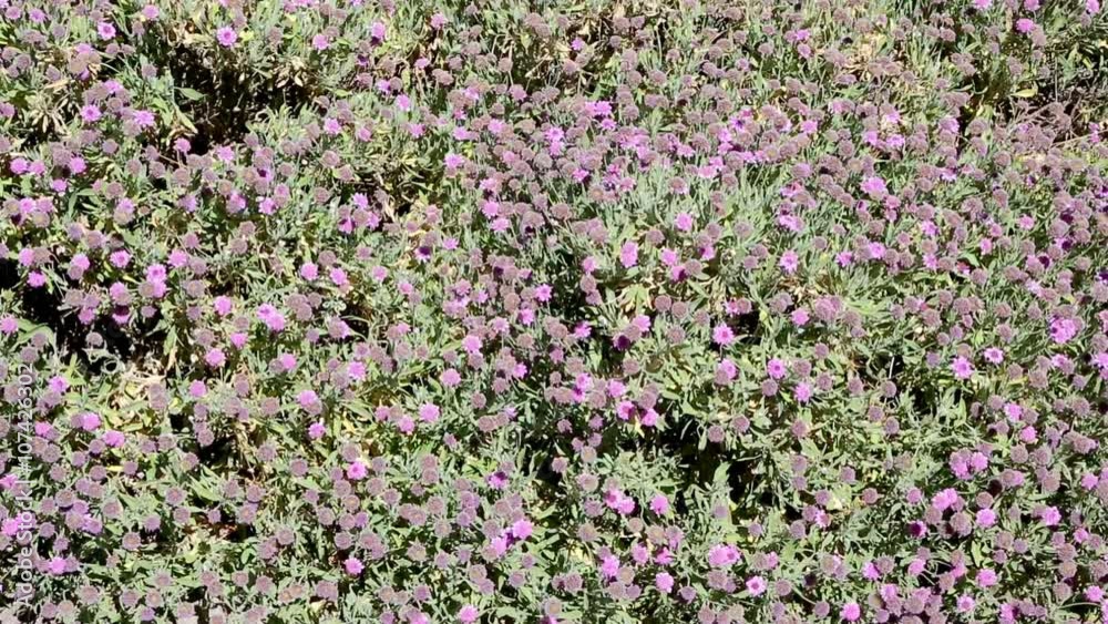 Mediterranean wild flowers in spring with selective focus Mediterranean wild flowers in spring with selective focus