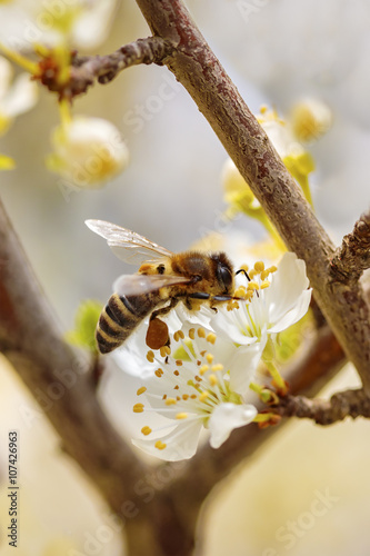 Bee on a spring flower collecting pollen and nectar