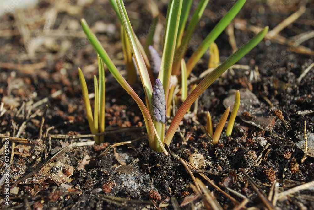Fototapeta premium Muscari bud. A few days before flowering. Springtime.