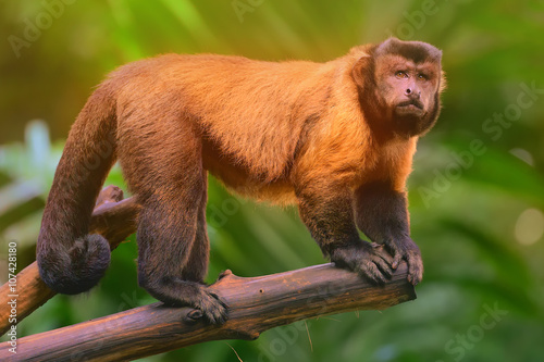 Brown capuchin monkey sitting among the trees