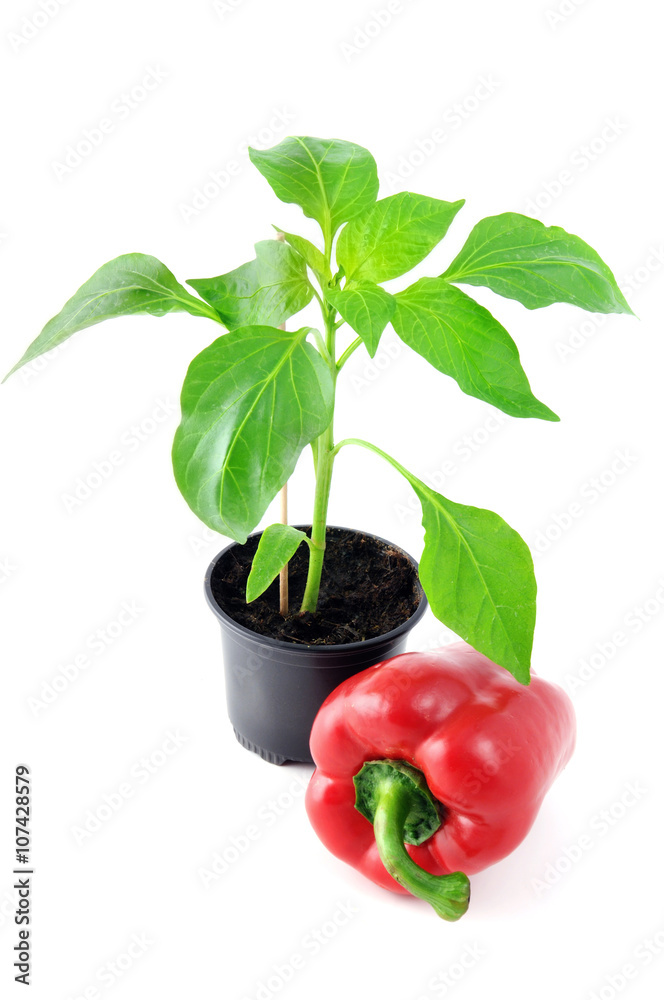 paprika plant in flowerpot with fruit aside paprika plant in flowerpot with fruit aside