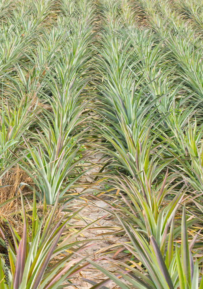 Fototapeta premium Pineapple tropical fruit growing in a farm