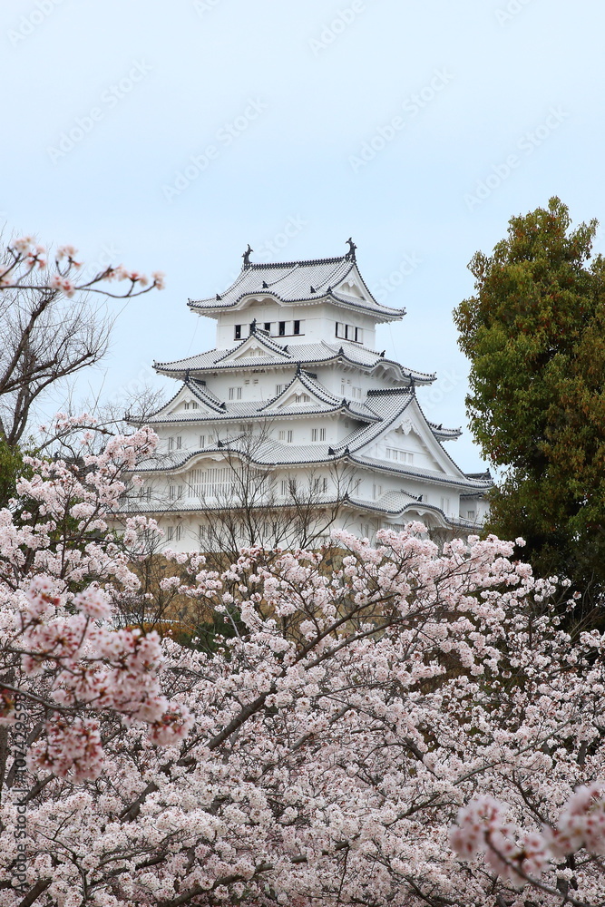 Fototapeta premium 姫路城