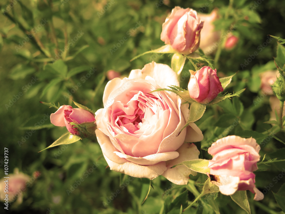 Naklejka premium rosa vieja