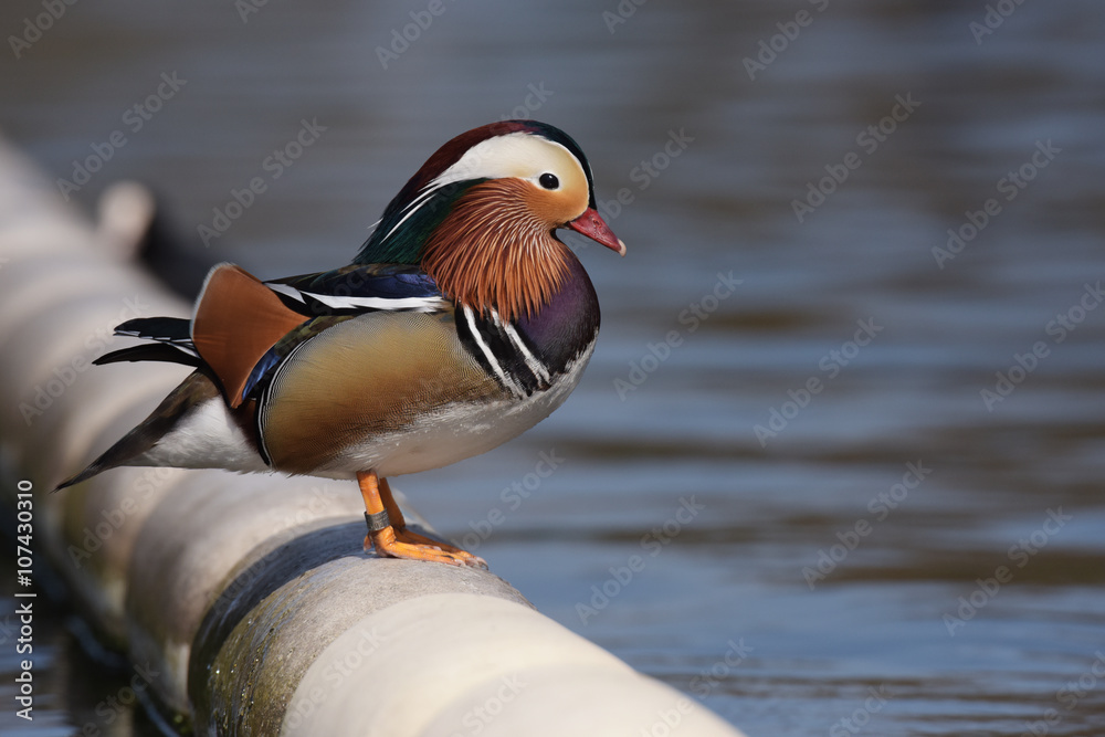Mandarin Duck, Mandarin, Aix galericulata Mandarin Duck, Mandarin, Aix galericulata
