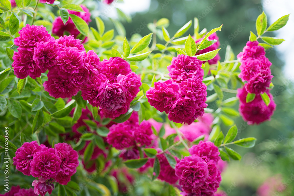 Climbing Pink Rose in the Garden Climbing Pink Rose in the Garden
