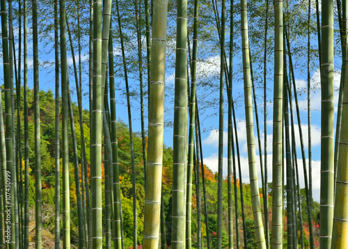 bamboo grove of Japanese garden. 