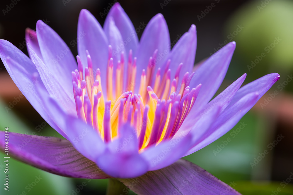 Fototapeta premium image of water lily or a lotus flower