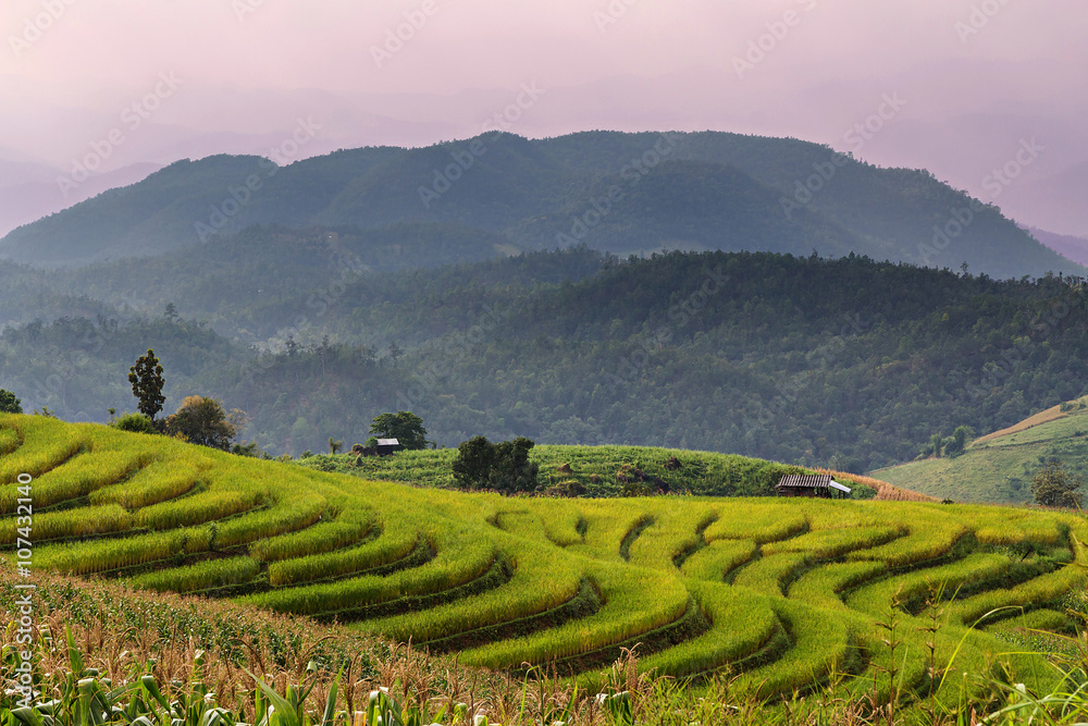 Rice seedling on terrace rice fields