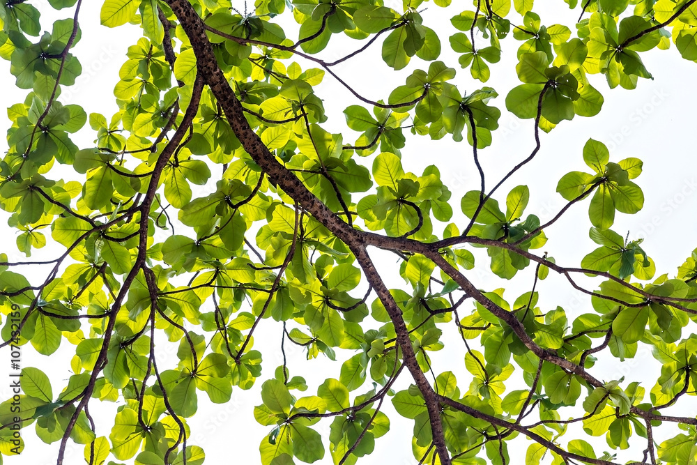 Tropical almond branches and leaves against sky Tropical almond branches and leaves against sky