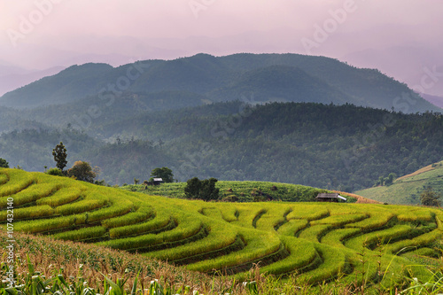Rice seedling on terrace rice fields