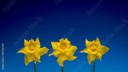 Valokuva Three daffodils isolated against a blue background