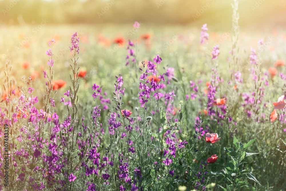 Purple flowers in spring meadow - wild flowers in meadow Purple flowers in spring meadow - wild flowers in meadow