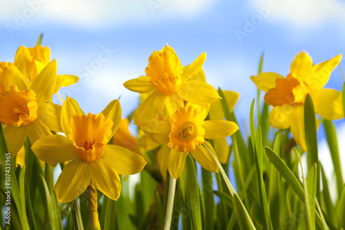 Fototapeta Naklejka Na Ścianę i Meble -  Yellow daffodils on blue sky background