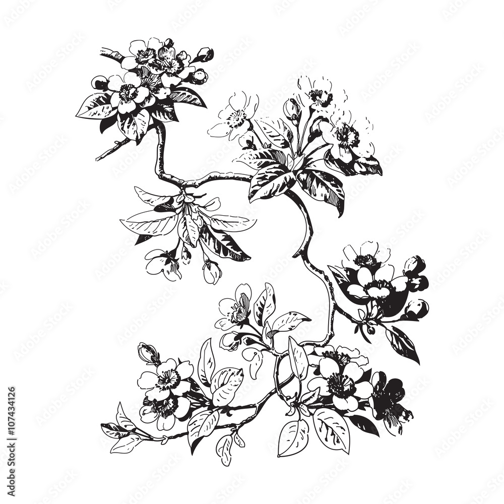 Botanical branches with leaves and flowers on white background.