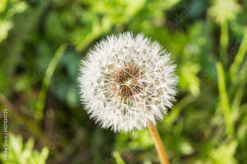 Dandelion in the morning