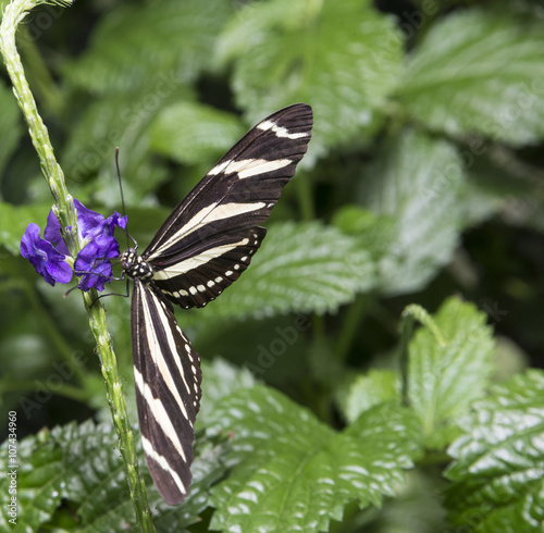 Hewitson's Longwing, (Heliconius hewitsoni) photo