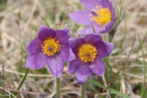 Purple pasque flowers in springtime / Hairy fuzzy pasque-flowers in soft purple pastel colors in springtime