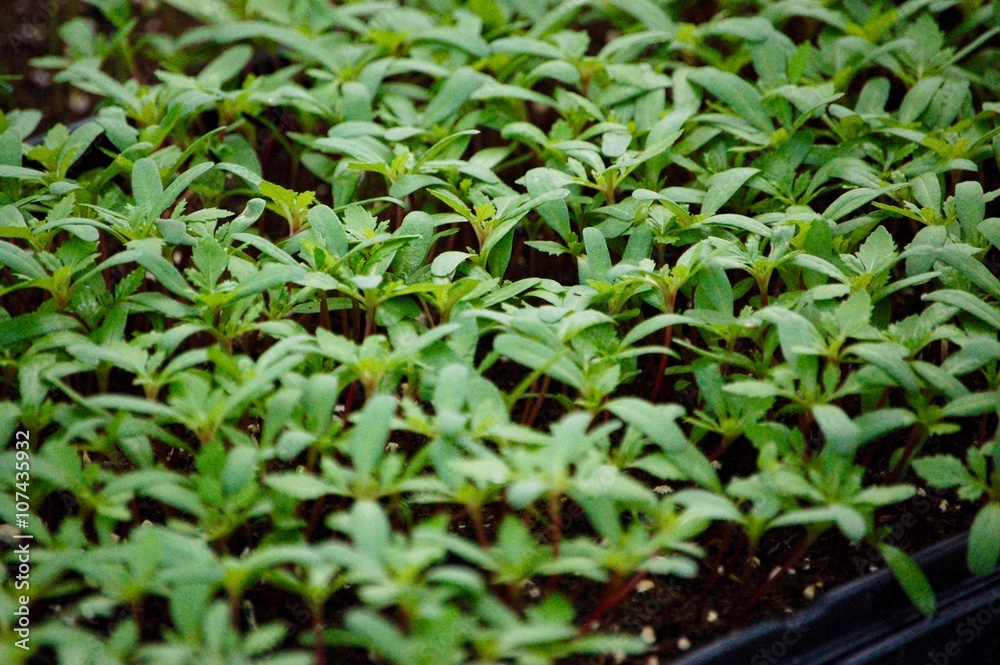 plantes en pépinière plantes en pépinière