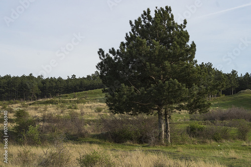 Fototapeta Naklejka Na Ścianę i Meble -  Young pine tree growing in the middle of an uneven field