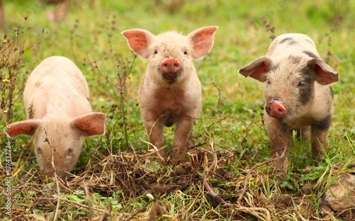 Piglets on farm © Simun Ascic