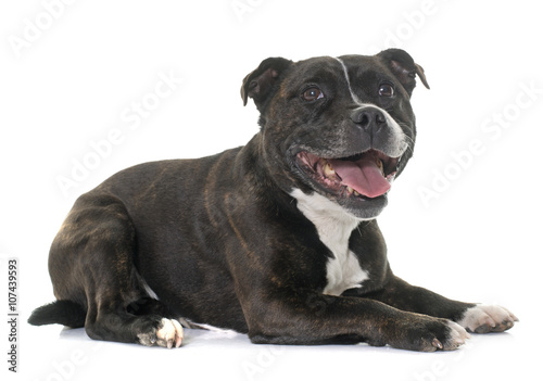 stafforshire bull terrier photo