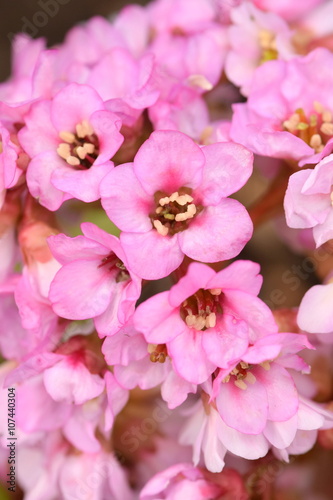 ヒマラヤユキノシタの花 