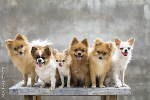 selective focus on small body brown chihuahua dog and his family