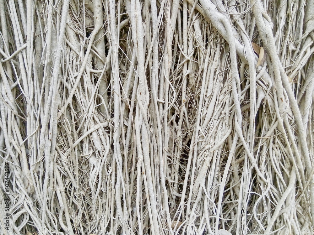 Banyan / Banyan tree roots used as background or copy space. Banyan / Banyan tree roots used as background or copy space.