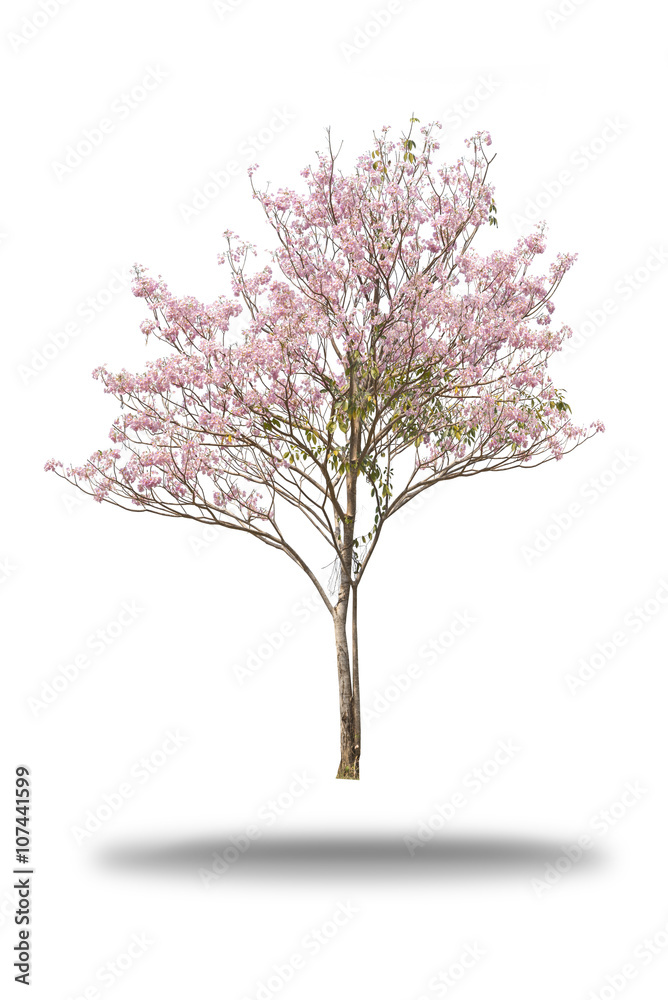 Naklejka premium Pink flower tree isolated