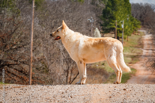 White Shepard