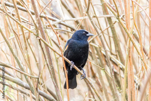 Red-winged Blackbird on a tree