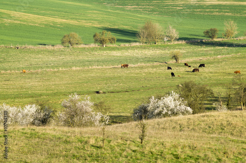 wiosenna łąka,pastwisko photo