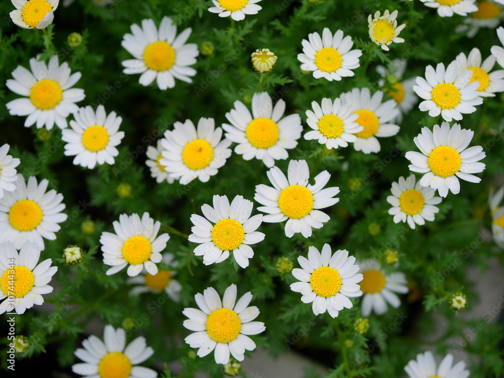 White Margaret White Margaret