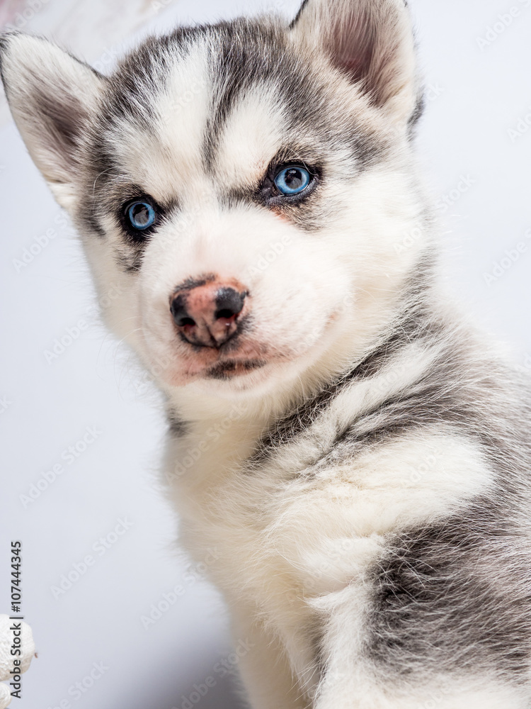 Siberian husky puppy with blue eyes Siberian husky puppy with blue eyes