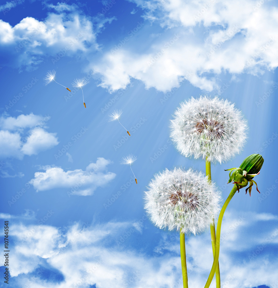 Obraz premium landscape dandelion flower