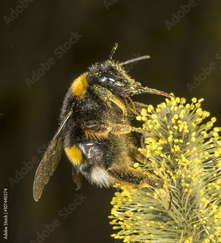 White Tailed Bumblebee on willow © Bruno T