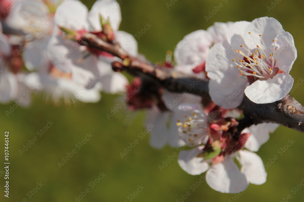 Aprikosenblüte