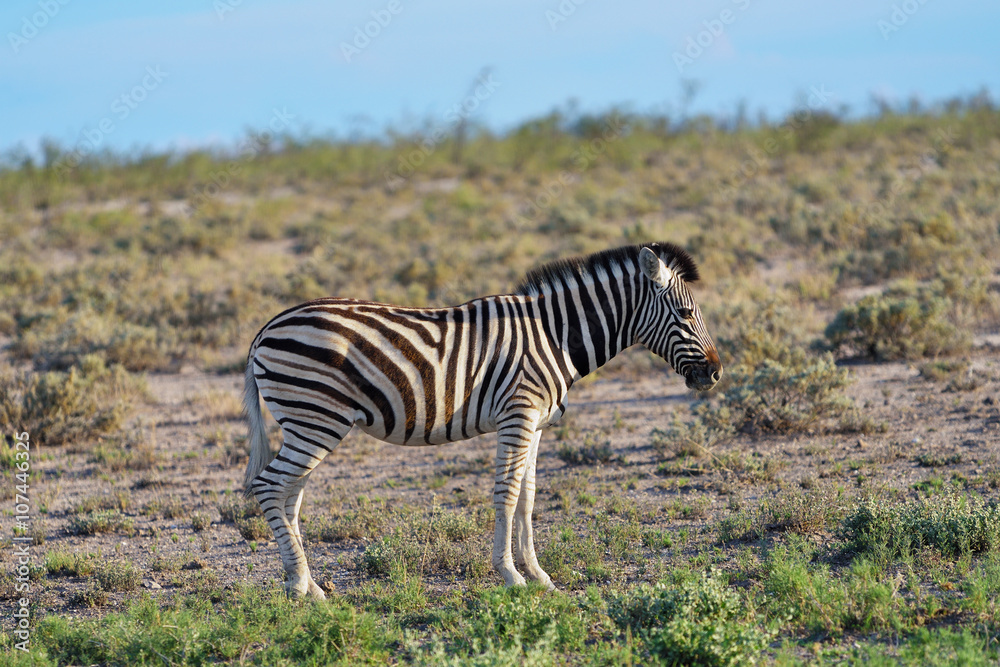 Obraz premium Zebra in Etosha, Namibia