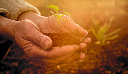 Old Peasant Hands holding green young Plant in Sunlight Rays