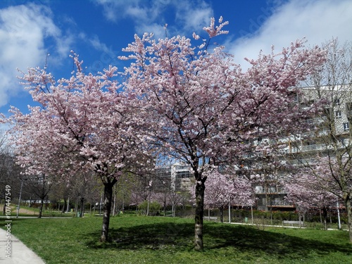 Εκτύπωση καμβά arbres en fleurs